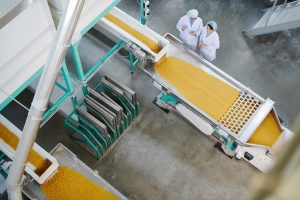 Top view portrait of two factory workers standing by conveyor belt during quality inspection at food production, copy space